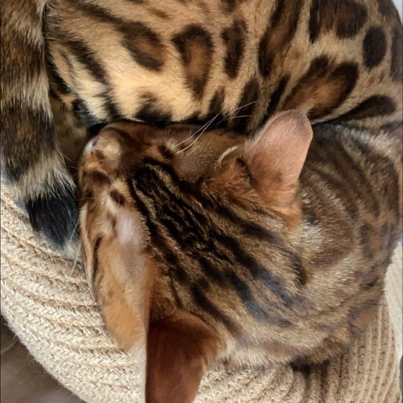 Meet your Posher, Tai - Picture 1 of 1